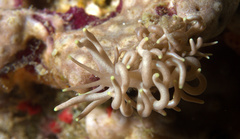 Phyllodesmium briareum