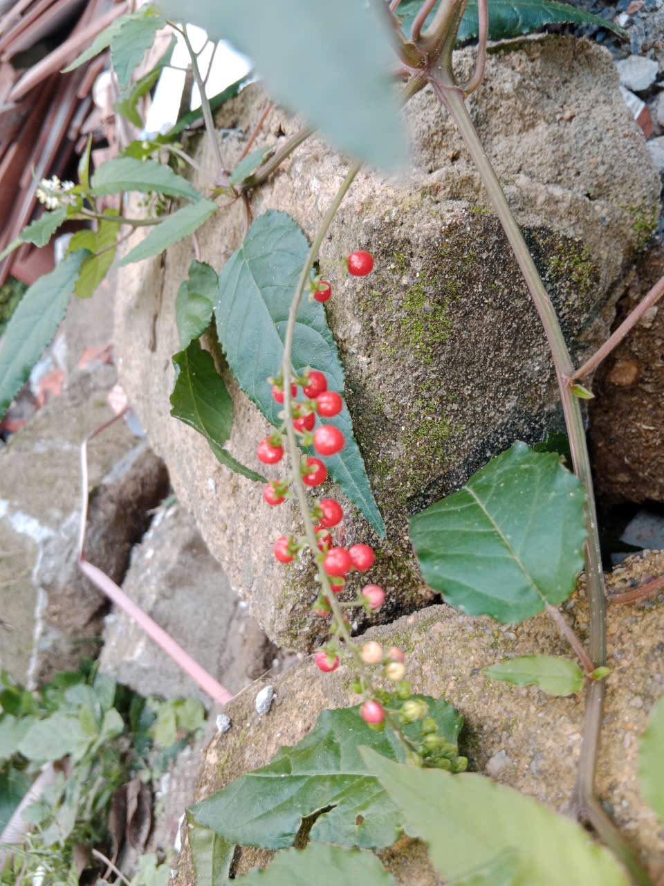 Rivina humilis — ảnh 2