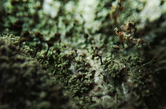 Chaenotheca trichialis