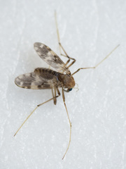Psectrotanypus varius