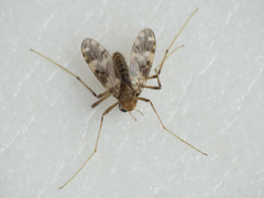 Psectrotanypus varius