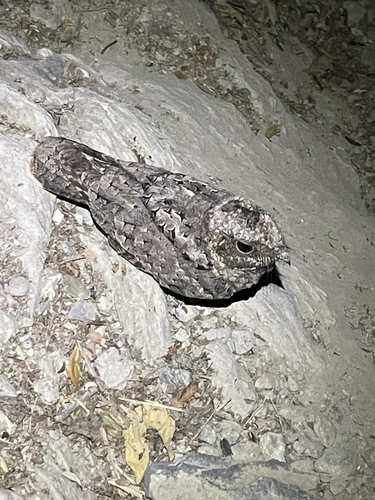 Tapacaminos Pandeagua observed by joshuabdm