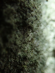 Chaenotheca trichialis