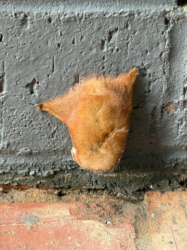 Eastern Red Bat observed by cmhthornton