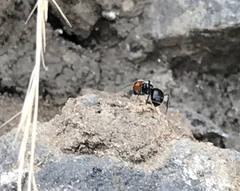 Image of Camponotus lindigi