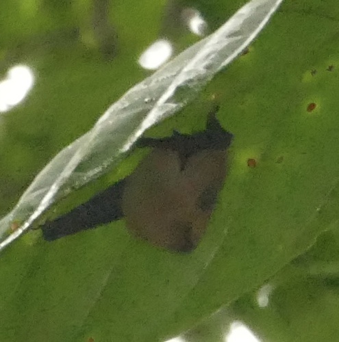 Shaggy Bat