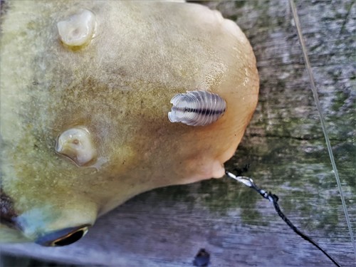 Nerocila fluviatilis