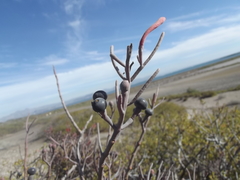 Psittacanthus sonorae