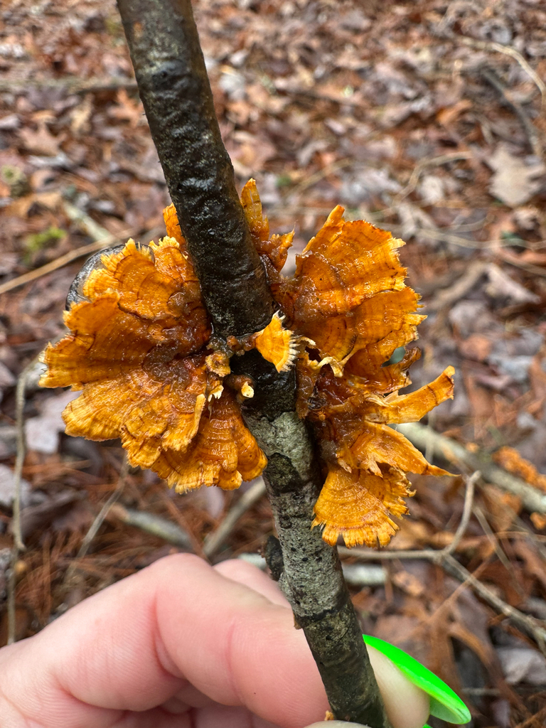 Stereum complicatum · February 2026 · photo: © shelbylynsanders (iNaturalist, cc-by)