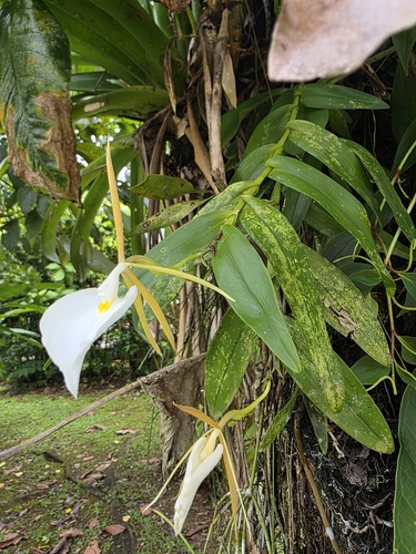 Epidendrum eburneum, photograph 2