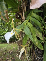 Epidendrum eburneum, photograph (c) Jacek Pietruszewski, some rights reserved (CC BY)