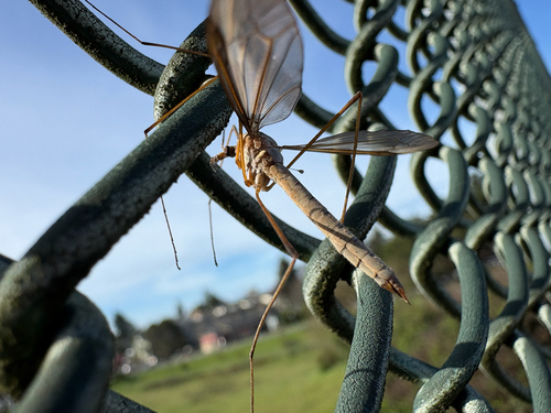 Unknown species found near G St, Arcata, CA, US