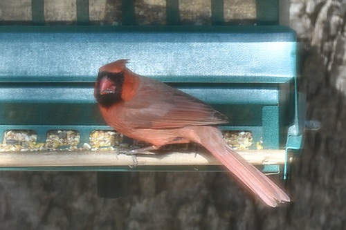 Northern Cardinal
