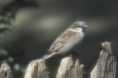 House Sparrow