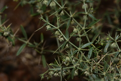 Fagonia schweinfurthii