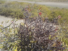 Psittacanthus sonorae