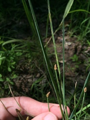 Eleocharis lanceolata