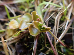 Epilobium pedunculare