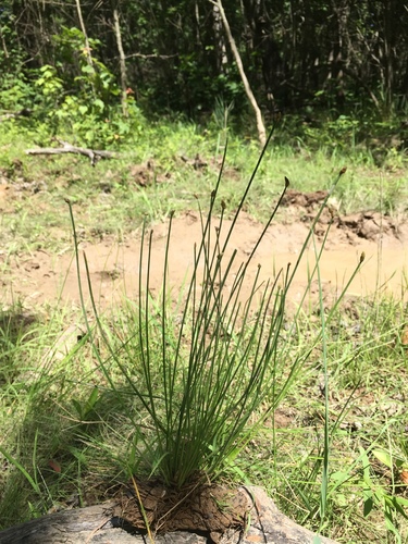 daggerleaf spikerush (Eleocharis lanceolata)