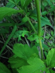Geum virginianum