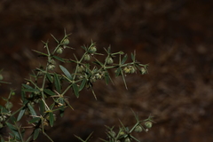Fagonia schweinfurthii