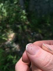 Triodanis lamprosperma