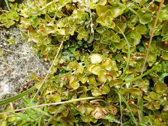 Epilobium pedunculare
