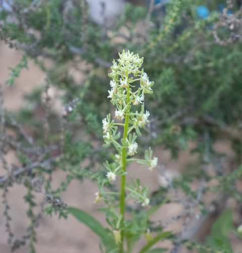 Reseda diffusa (Reseda diffusa)