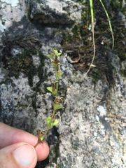 Triodanis lamprosperma