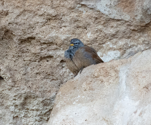 Escribano sahariano (Emberiza sahari)