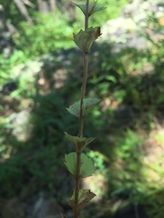 Triodanis lamprosperma