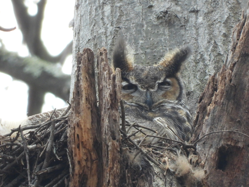 Great Horned Owl