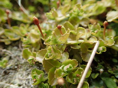 Epilobium pedunculare