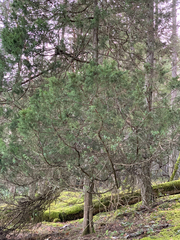 Juniperus maritima