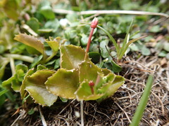 Epilobium pedunculare