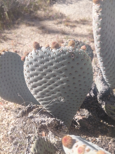 iNaturalist observation photo of beavertail cactus