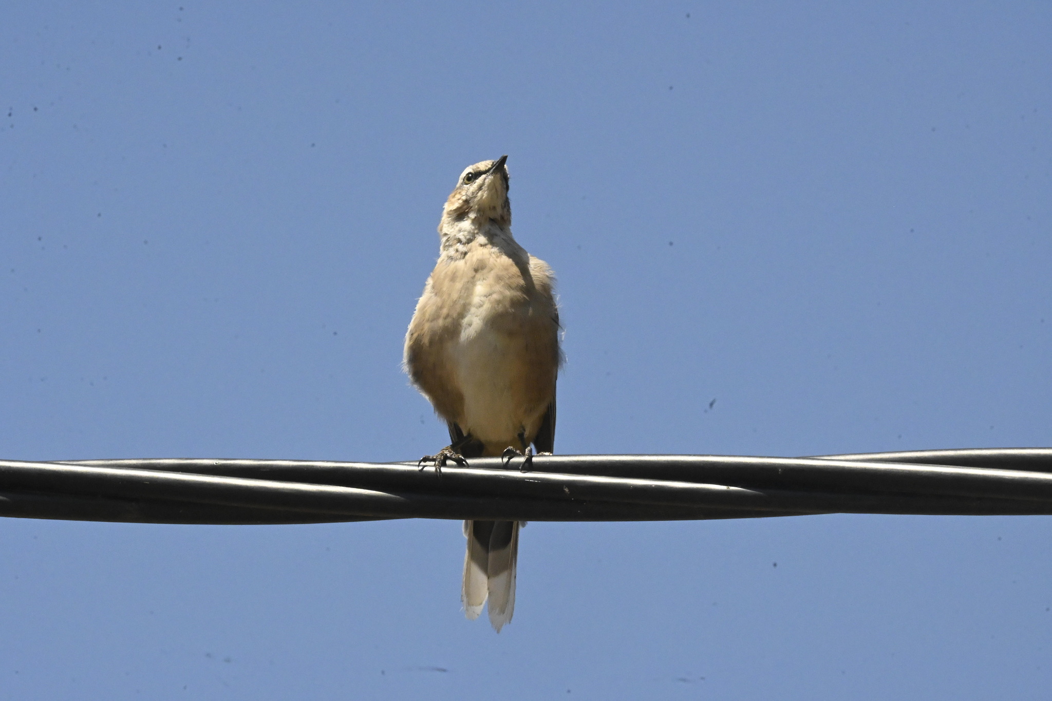 White-banded Mockingbird (Mimus triurus), photo 10