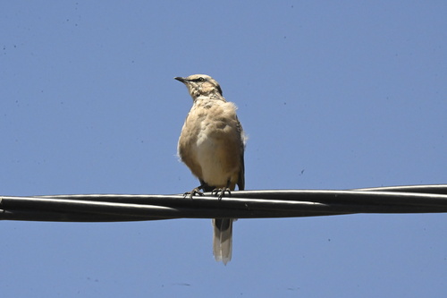White-banded Mockingbird (Mimus triurus), photo 3