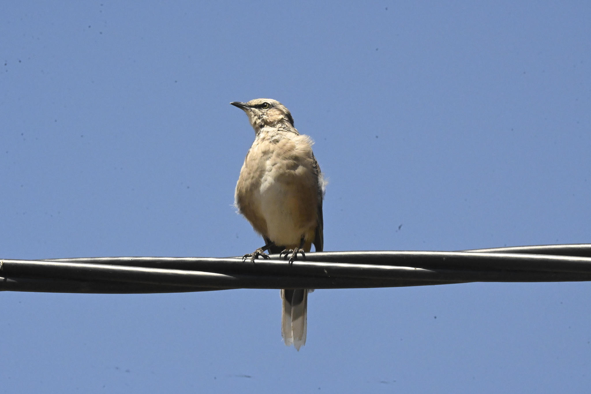 White-banded Mockingbird (Mimus triurus), photo 3