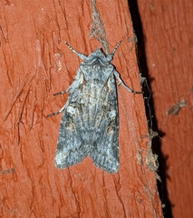 Lithophane pertorrida