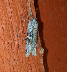 Lithophane pertorrida