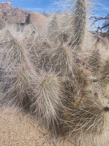 iNaturalist observation photo of Mojave Pricklypear