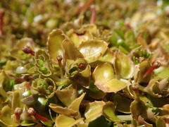 Epilobium pedunculare