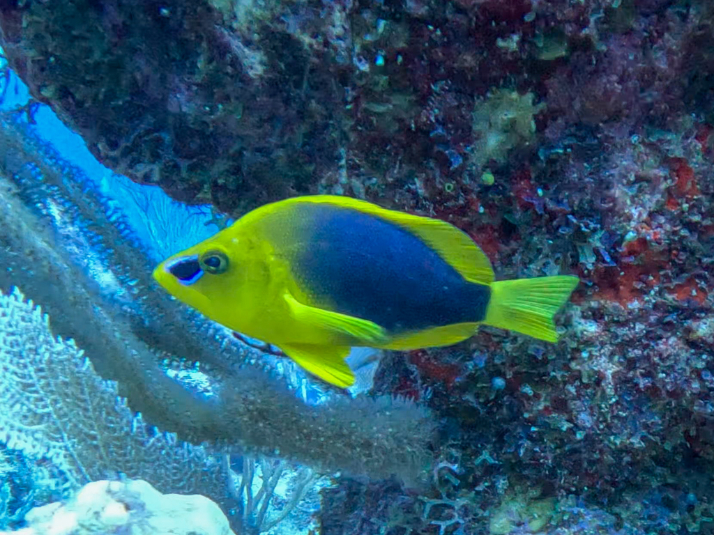 Bad lucks (Hypoplectrus guttavarius) — Serranidae