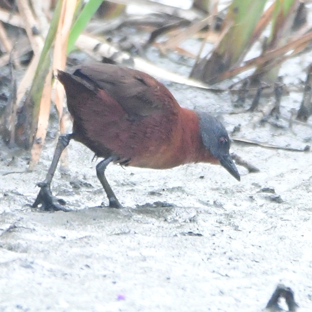 Ruddy Crake (Laterallus ruber), photo 3