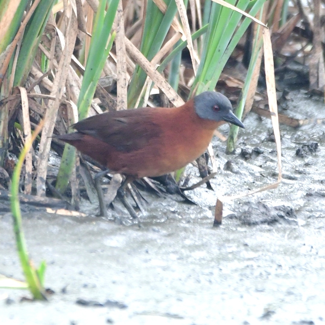 Ruddy Crake (Laterallus ruber), photo 4