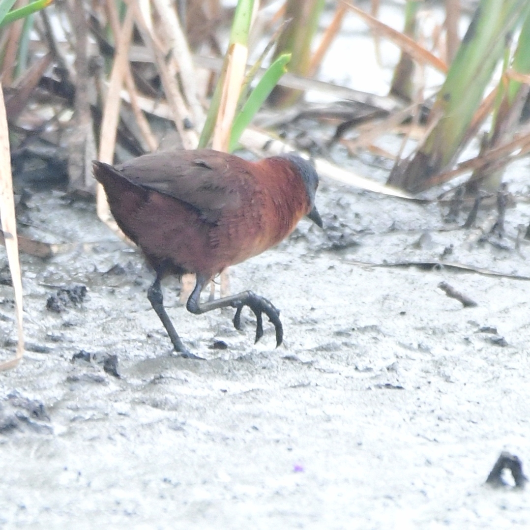 Ruddy Crake (Laterallus ruber), photo 8