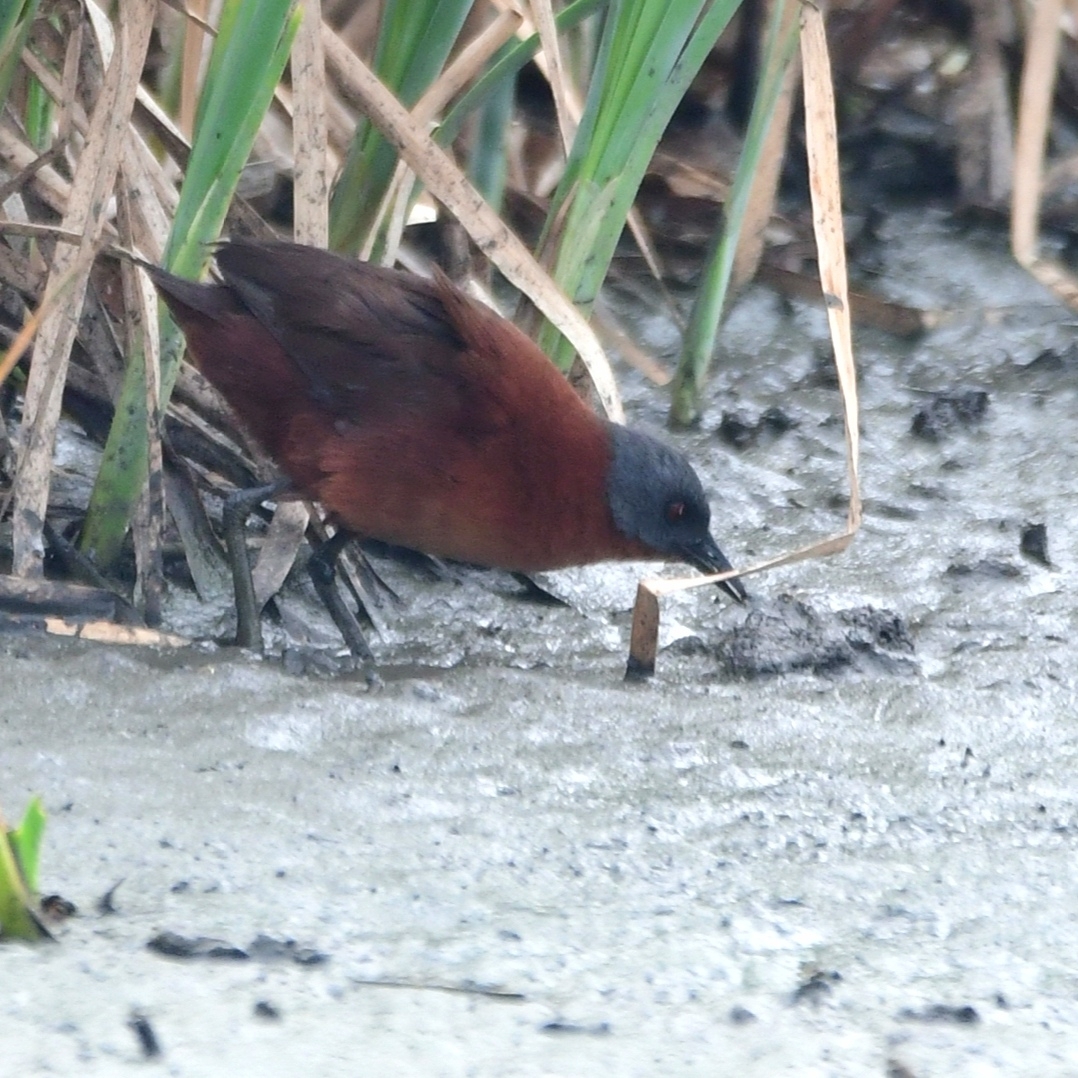 Ruddy Crake (Laterallus ruber), photo 9