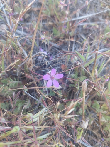 iNaturalist observation photo of Redstem Stork's-bill