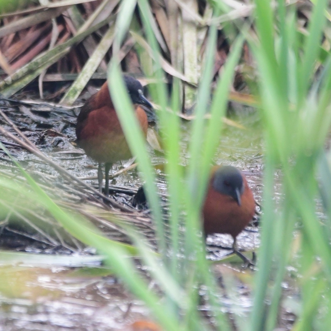Ruddy Crake (Laterallus ruber), photo 10
